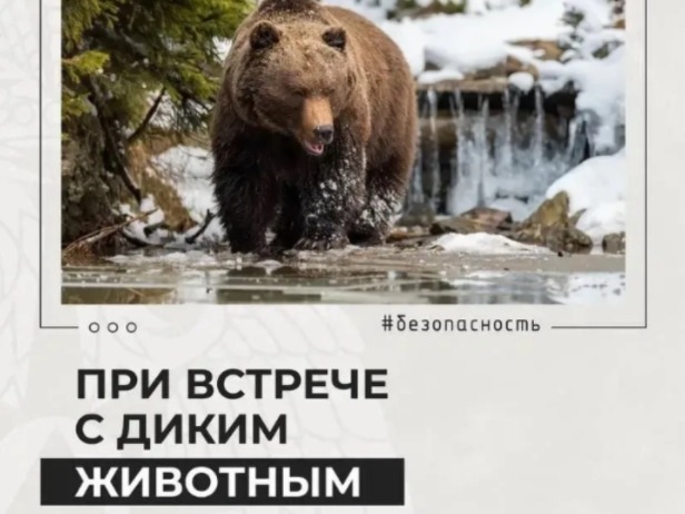 Памятка. О правилах поведения при встречи с дикими животными.